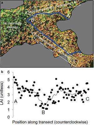 Localized Augmentation of Net Precipitation to Shrubs: A Case Study of Stemflow Funneling to Hummocks in a Salinity-Intruded Swamp